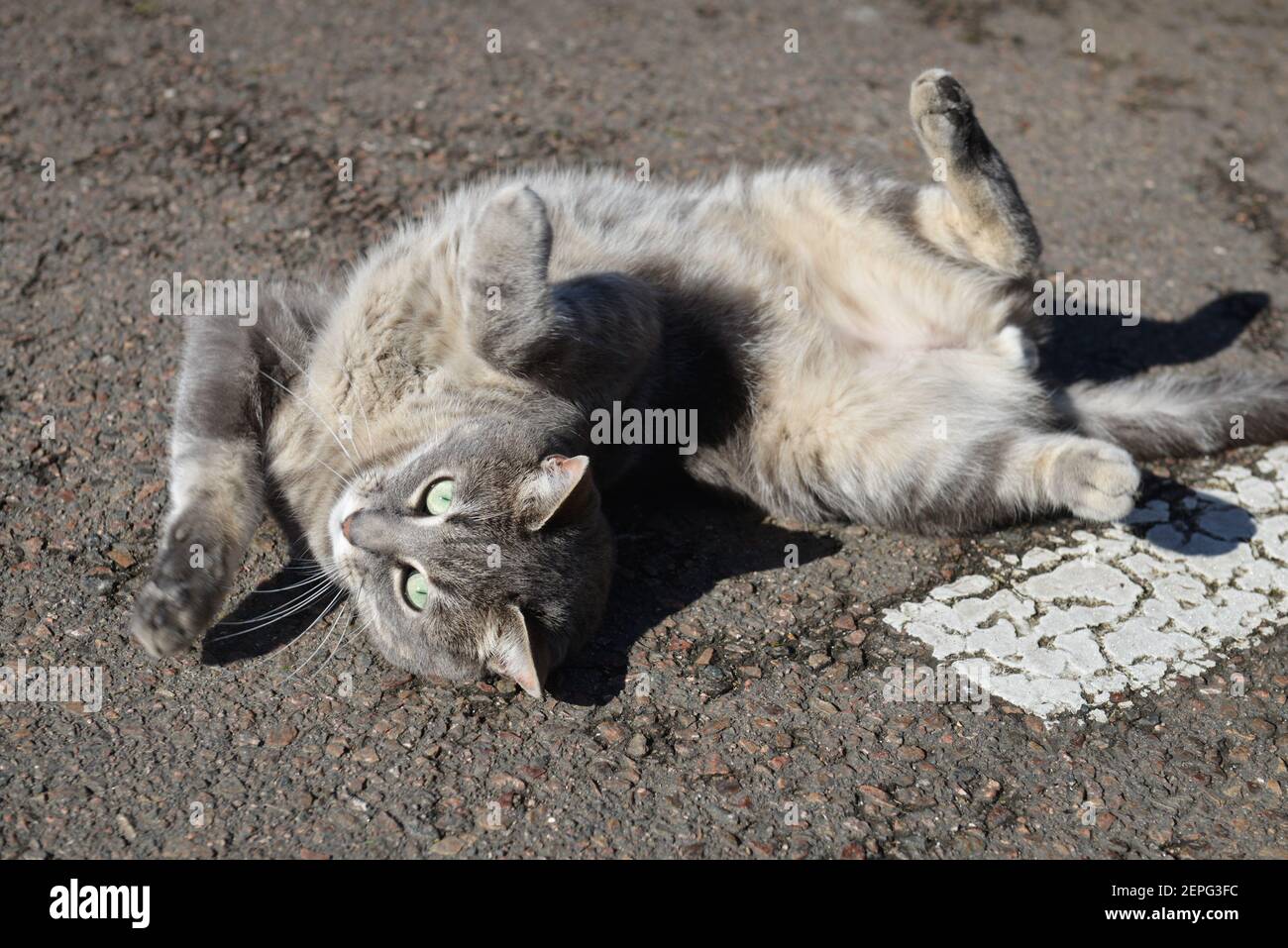 Graue Katze, die auf dem Rücken auf der Sonne liegt Auf der Straße Stockfoto