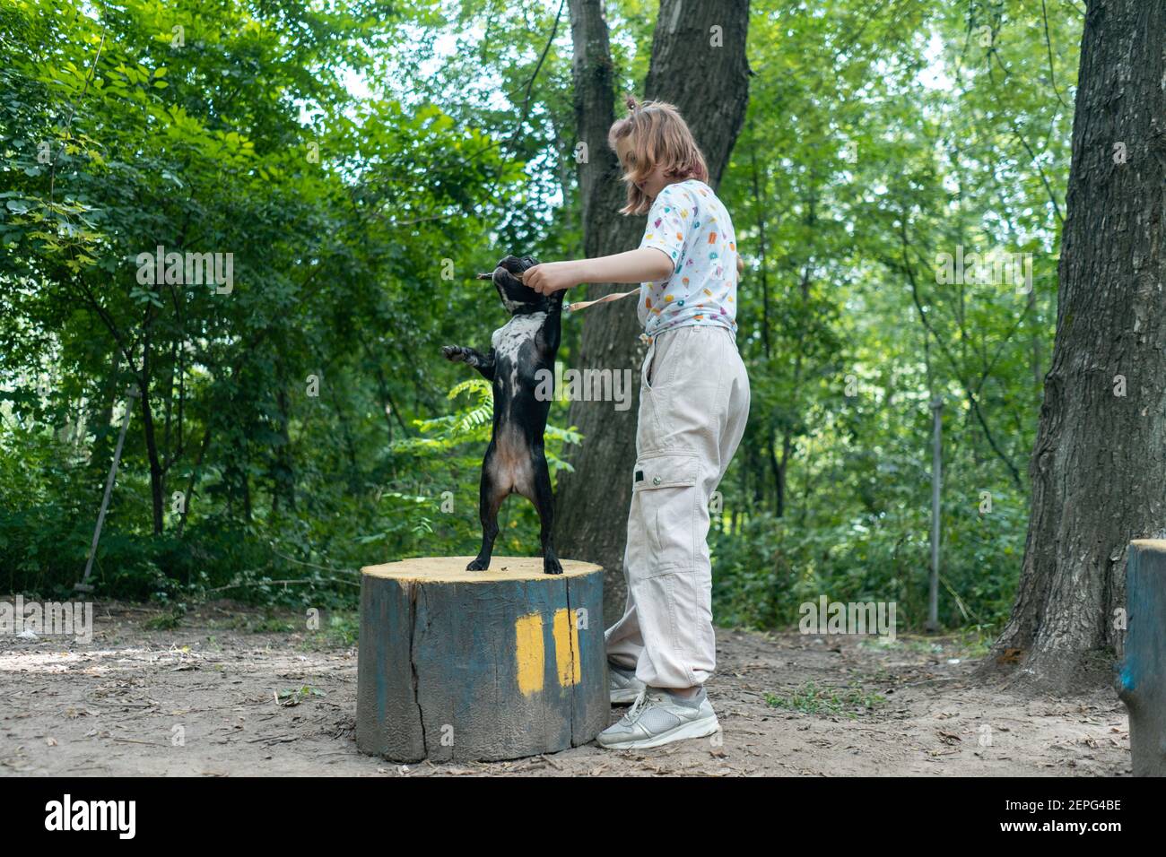 Kind spielen und trainieren französisch Bulldogge oder Welpe mit Stock Auf dem Spielplatz im Park Stockfoto