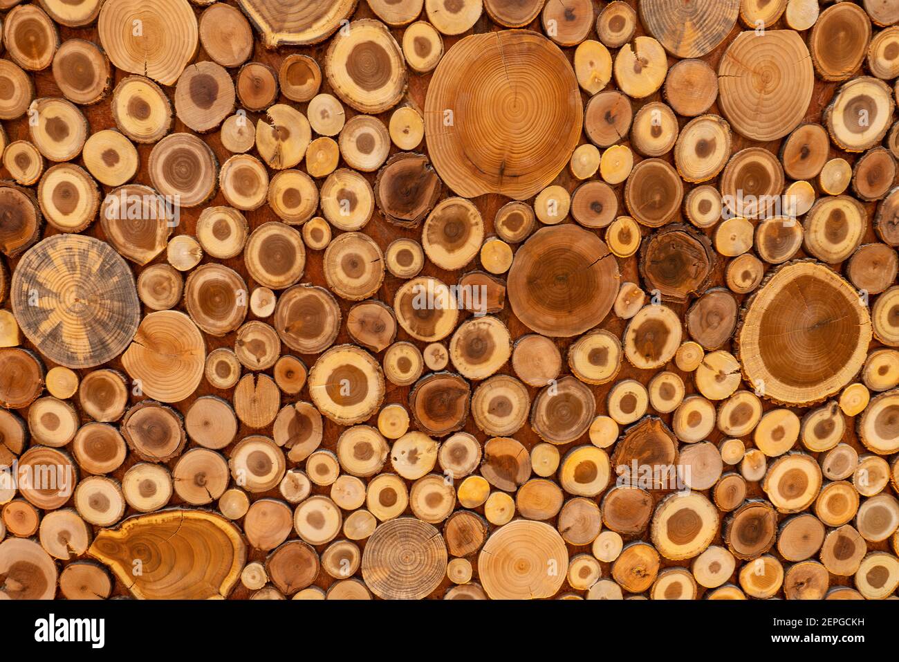 Dekorativer Hintergrund von ringgeschnittenen Baumstämmen Stockfoto