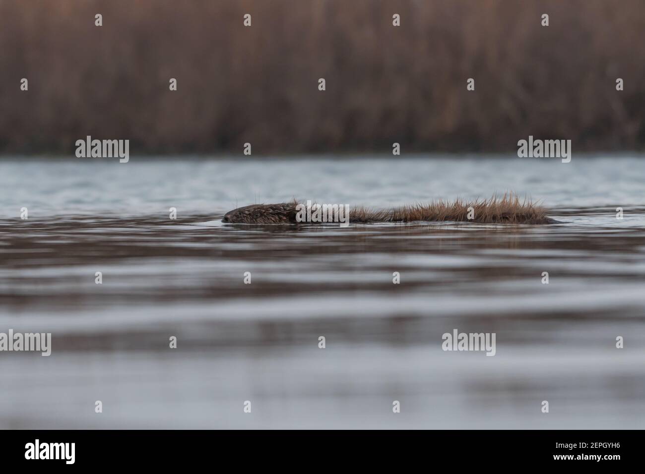 Schwimmende europäischen Biber in der nebligen Morgen, fotografiert im Nationalpark der Biesbosch, Niederlande. Stockfoto