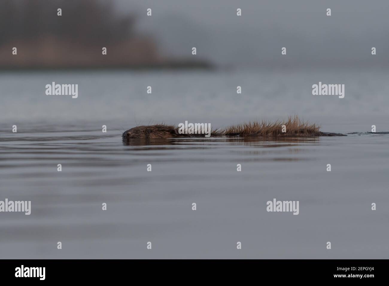 Schwimmende europäischen Biber in der nebligen Morgen, fotografiert im Nationalpark der Biesbosch, Niederlande. Stockfoto