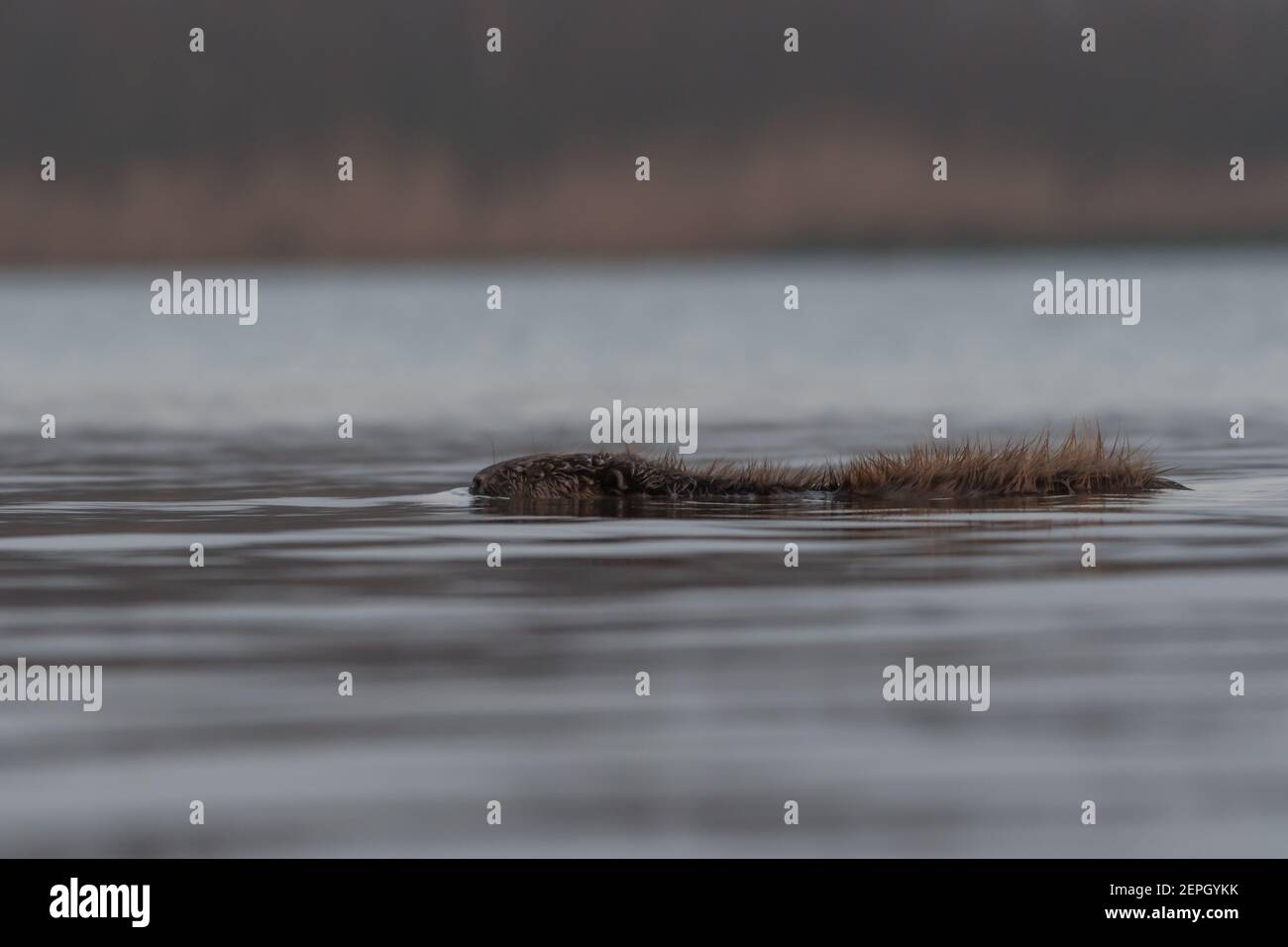 Schwimmende europäischen Biber in der nebligen Morgen, fotografiert im Nationalpark der Biesbosch, Niederlande. Stockfoto