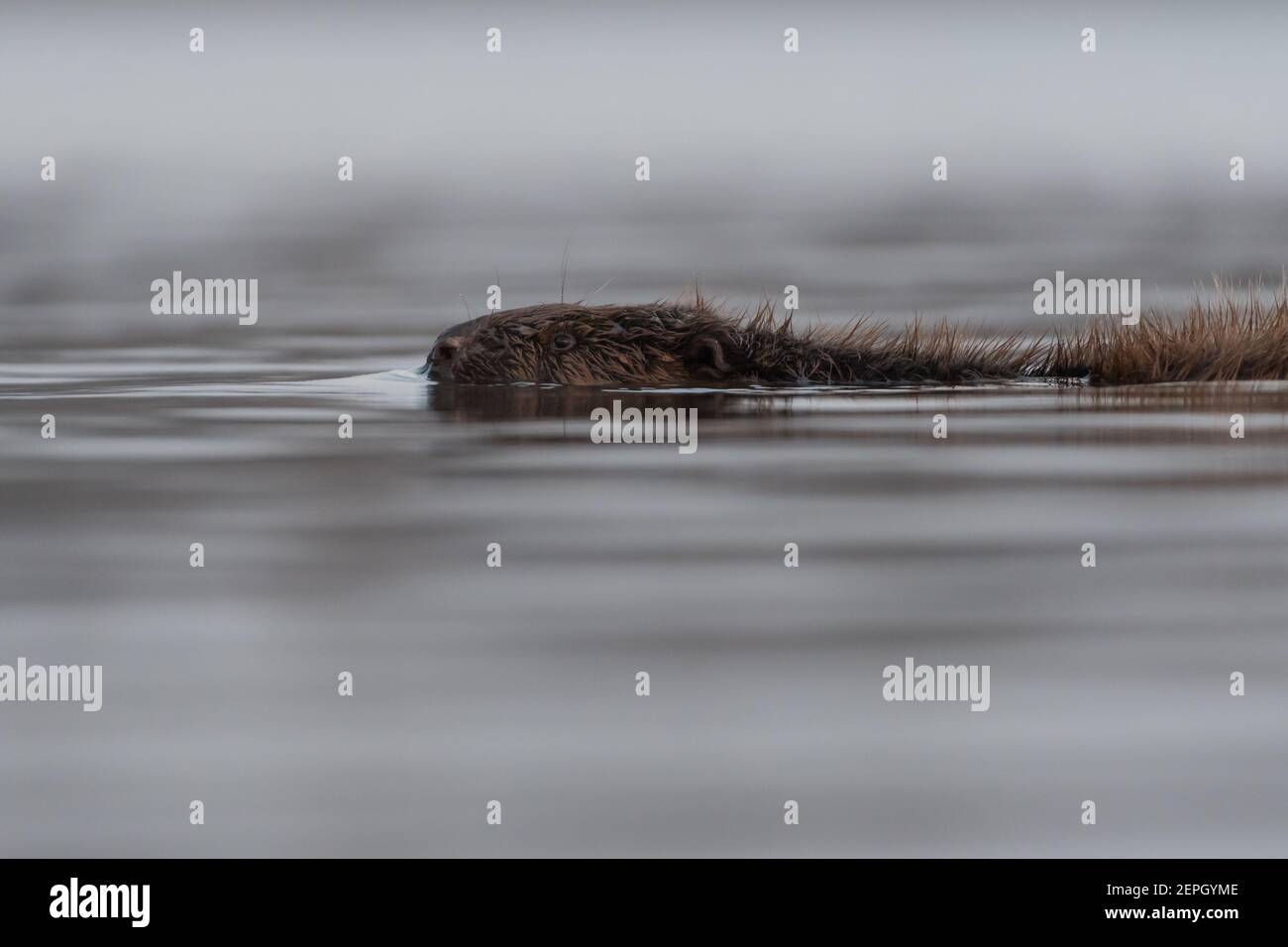 Schwimmende europäischen Biber in der nebligen Morgen, fotografiert im Nationalpark der Biesbosch, Niederlande. Stockfoto