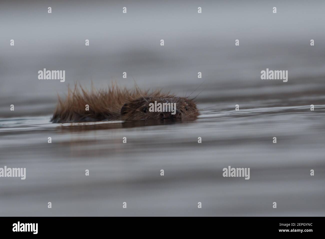 Schwimmende europäischen Biber in der nebligen Morgen, fotografiert im Nationalpark der Biesbosch, Niederlande. Stockfoto