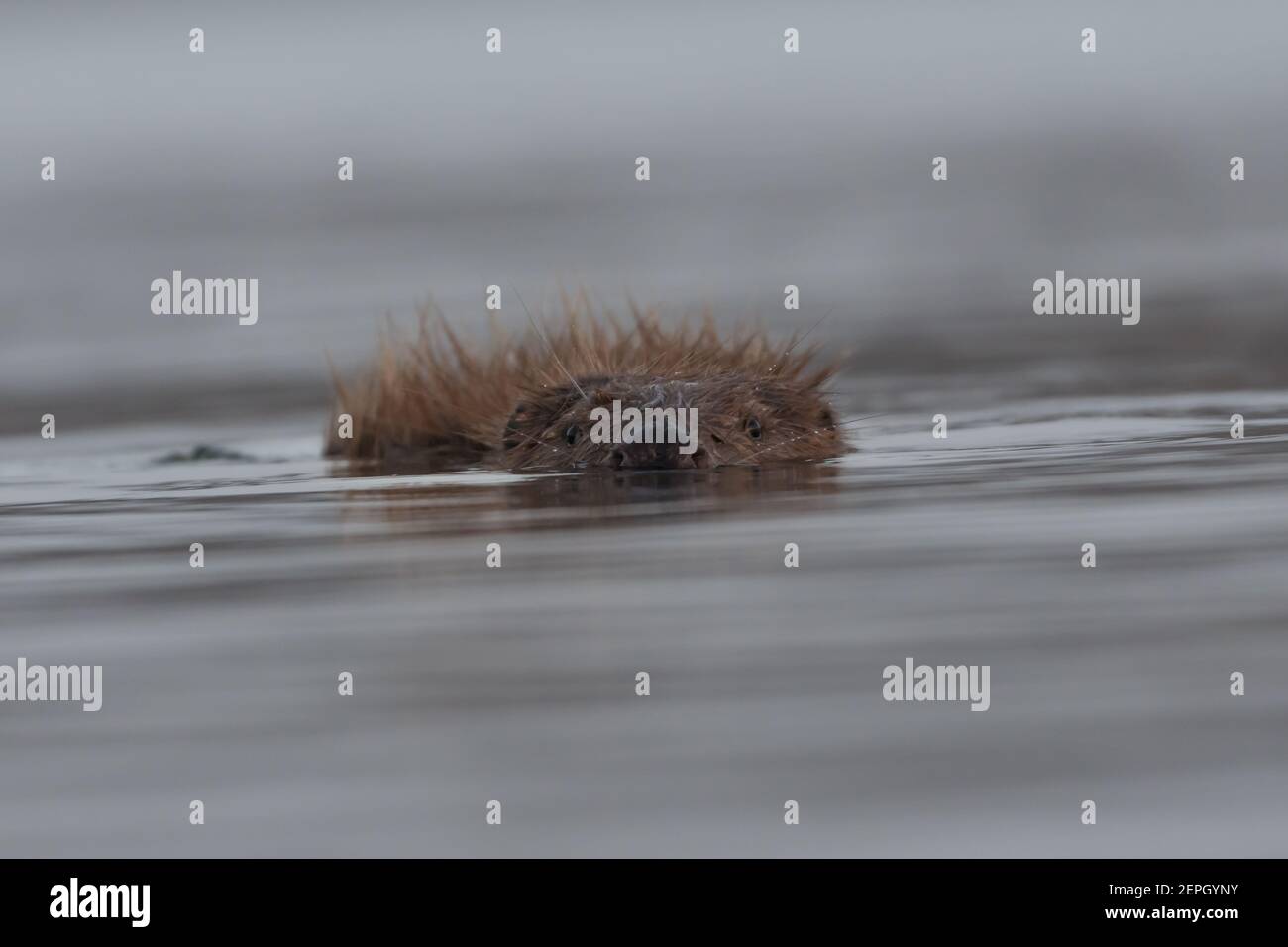 Schwimmende europäischen Biber in der nebligen Morgen, fotografiert im Nationalpark der Biesbosch, Niederlande. Stockfoto