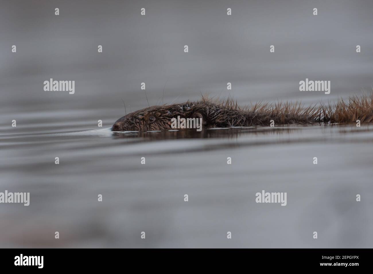 Schwimmende europäischen Biber in der nebligen Morgen, fotografiert im Nationalpark der Biesbosch, Niederlande. Stockfoto
