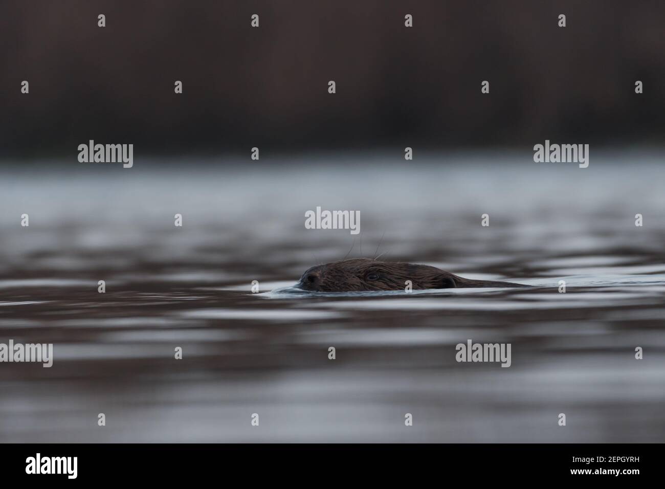 Schwimmende europäischen Biber in der nebligen Morgen, fotografiert im Nationalpark der Biesbosch, Niederlande. Stockfoto