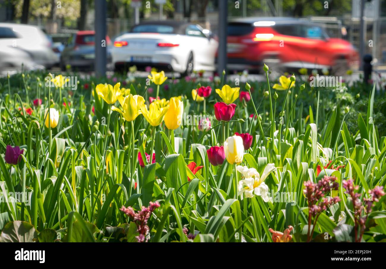 Blumen im Frühling am Kurfürstendamm in Berlin Stockfoto