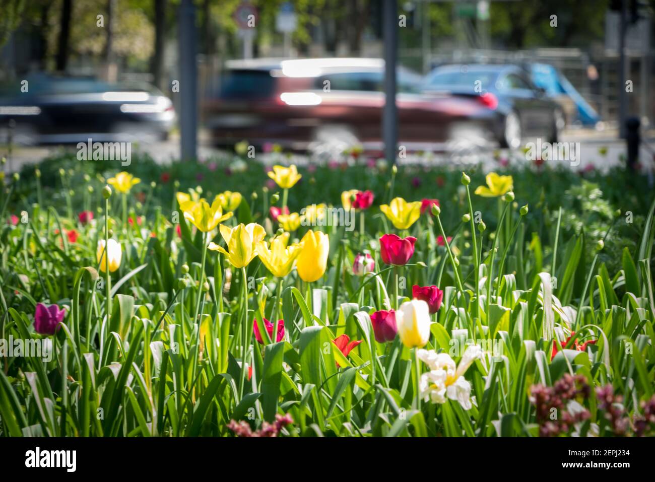 Blumen im Frühling am Kurfürstendamm in Berlin Stockfoto