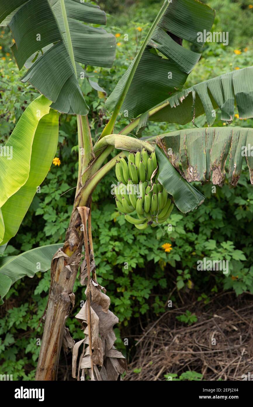 Ein Bündel grüner Bananen hängt von einem Bananenbaum Stockfoto