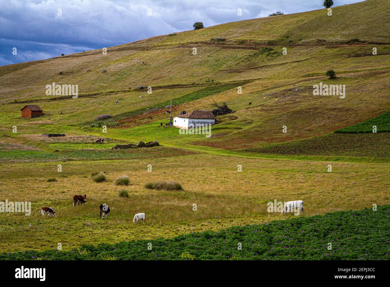 Grünes Ackerland, Weisses Bauernhaus, mit Rindern, grauer Himmel kolumbianischen Anden, Department of Boyacá, Kolumbien, Südamerika Stockfoto