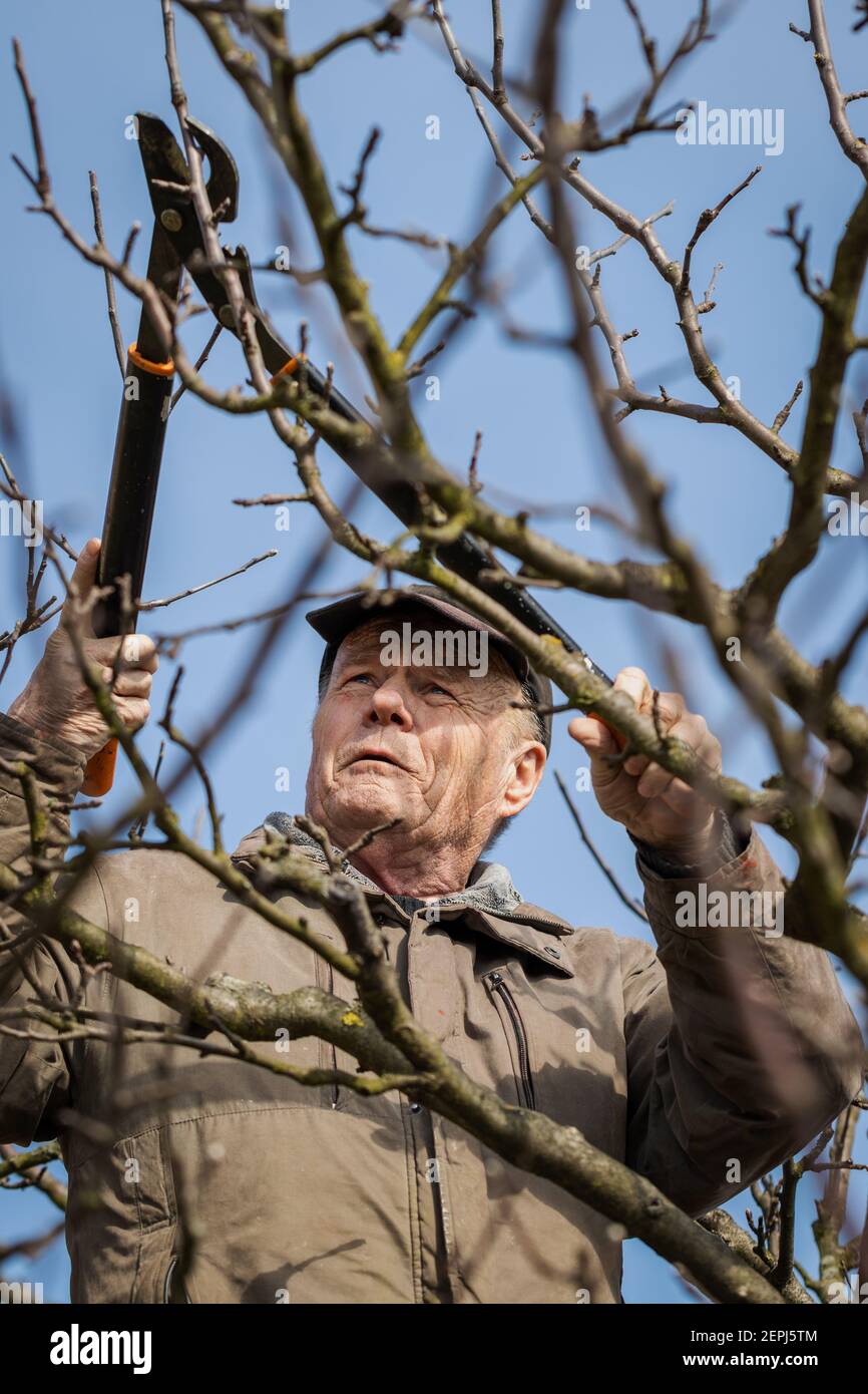 Apfelbaum beschneidung Fotos und Bildmaterial in hoher Auflösung