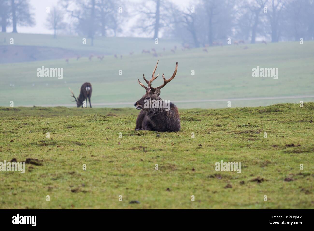 Mandschurische Sika-Hirsche ruhen. Woburn, England. Stockfoto
