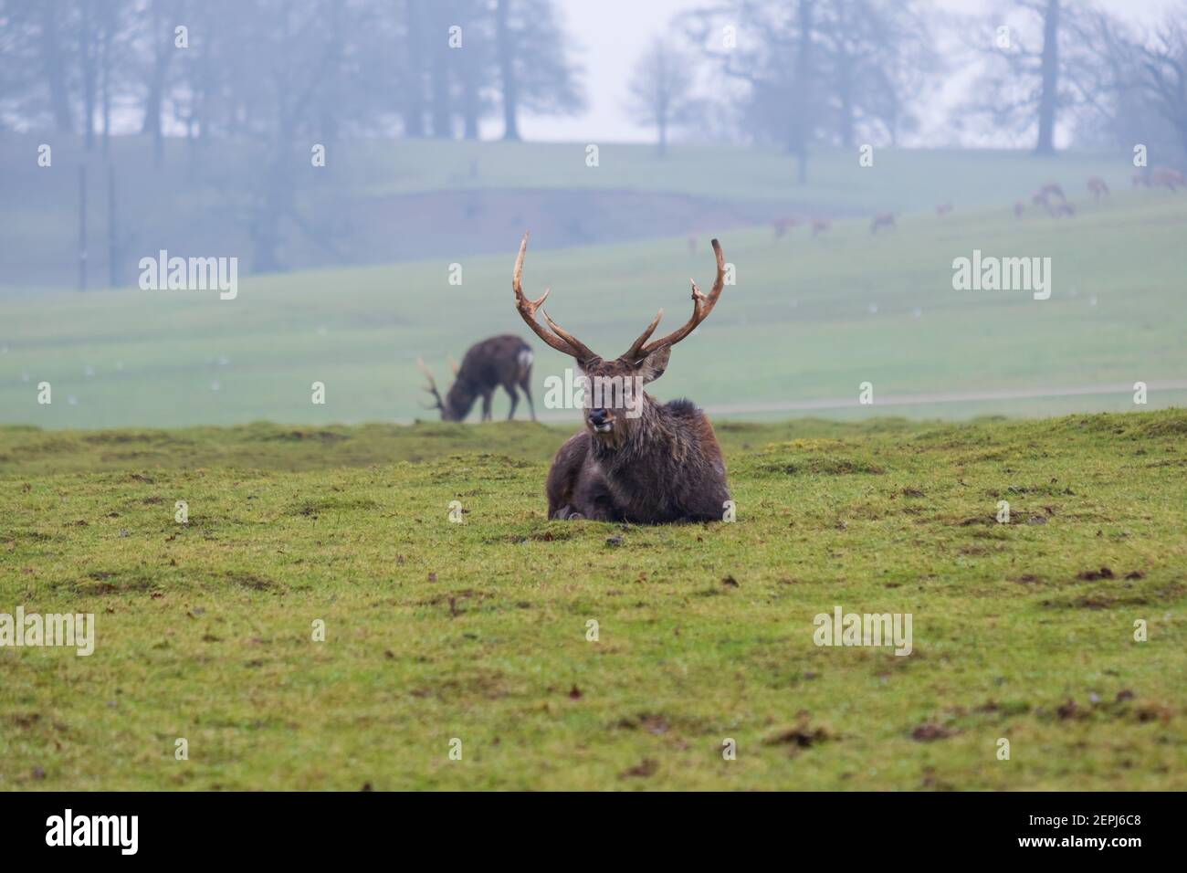 Mandschurische Sika-Hirsche ruhen. Woburn, England. Stockfoto