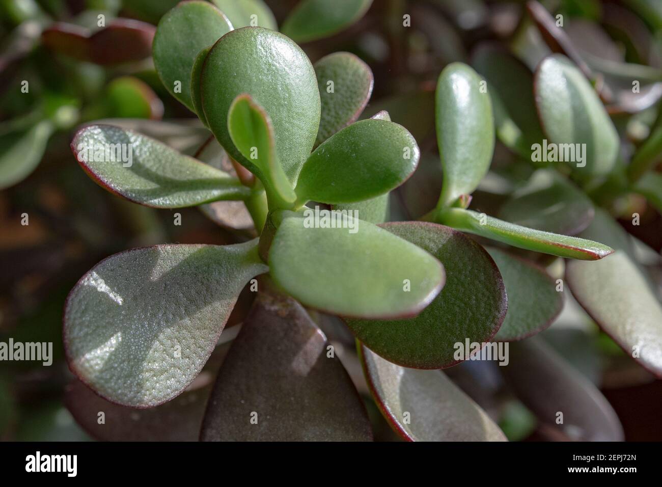 Zimmerpflanzen Stockfoto