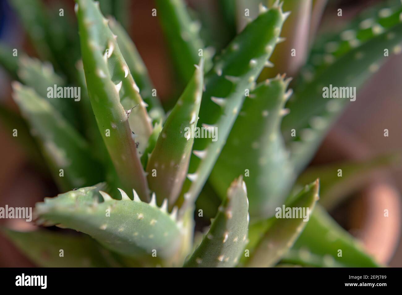 Zimmerpflanzen Stockfoto