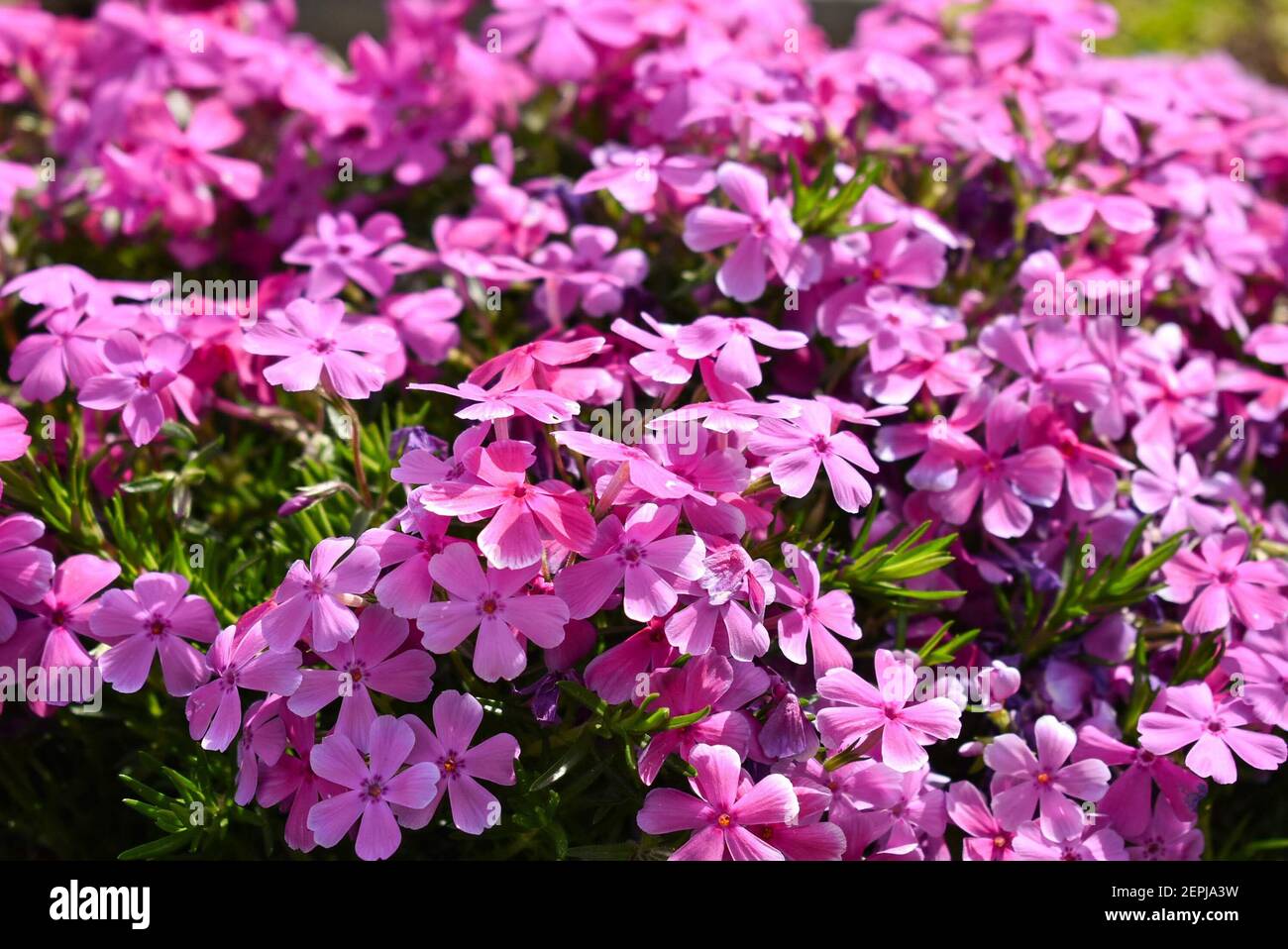 Pink Flowers in Sunshine entlang der Tyler Tx Azalea Trails Stockfoto