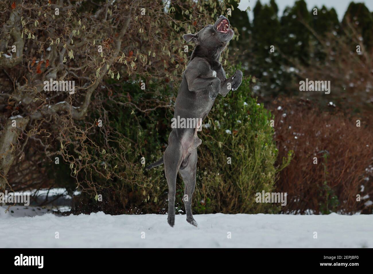 Lustige Staffordshire Bull Terrier springt im Wintergarten. Staff Bull Dog mit Mund offen in verschneite Natur. Stockfoto