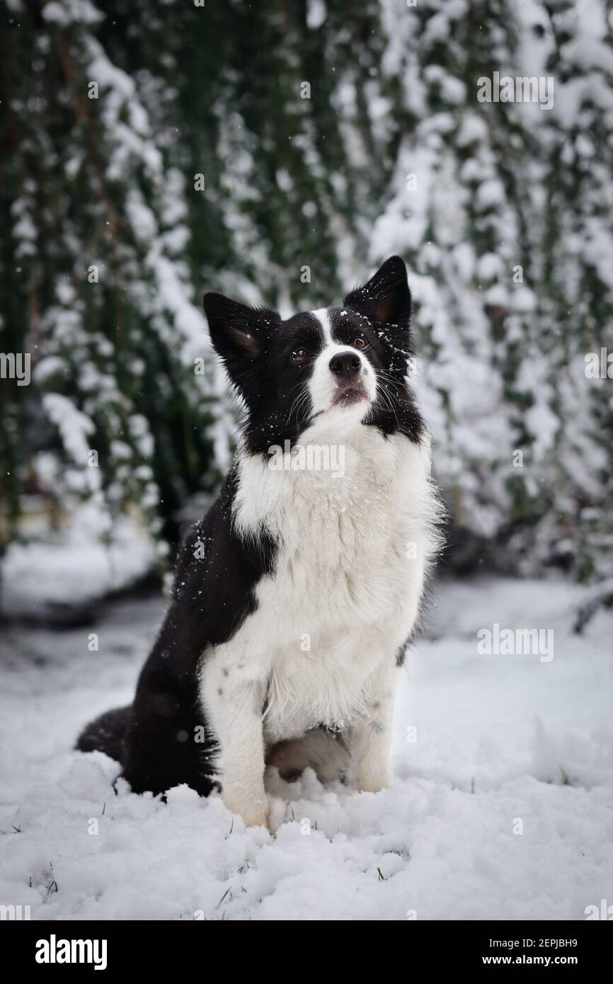 Cute Border Collie Dog sitzt unten in den verschneiten Garten. Liebenswert schwarz und weiß Hund im Winter. Stockfoto