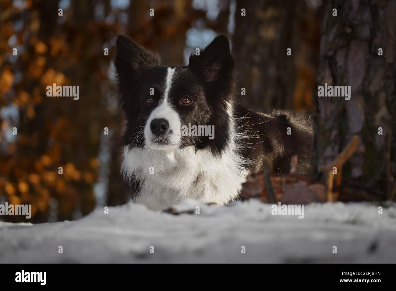 Liebenswert schwarz und weiß Grenze Collie Hund liegt im Schnee im Winterwald. Stockfoto