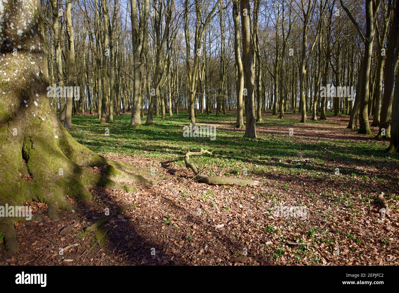 Badbury Clumps, Oxfordshire, England Stockfoto