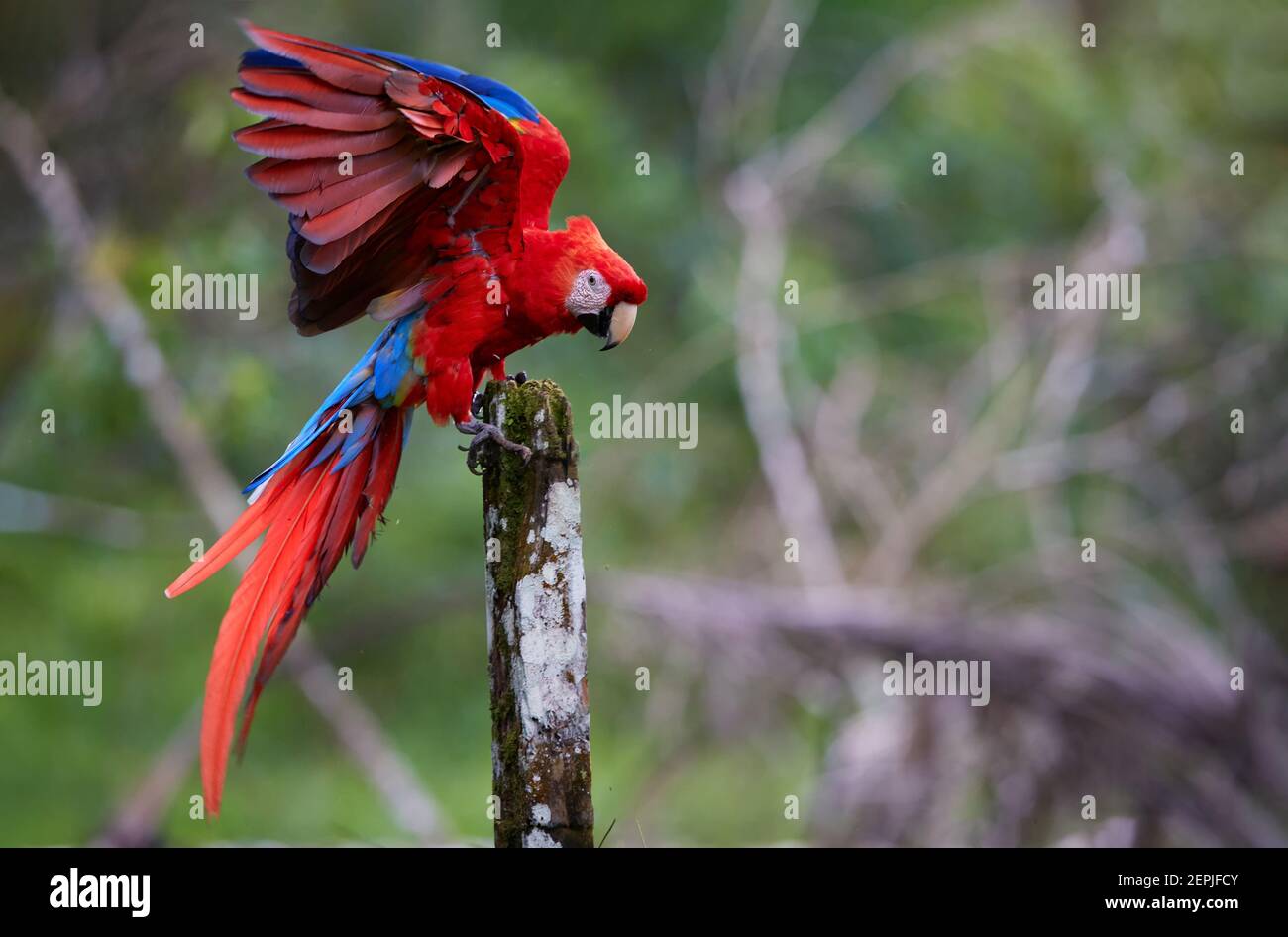 Scharlach-Ara-Papagei, Ara-macao, rot und blau, großer farbenfroher amazonas-Papagei mit ausgestreckten Flügeln, der auf einem Pfahl gegen grüne verschwommene Fores landet Stockfoto