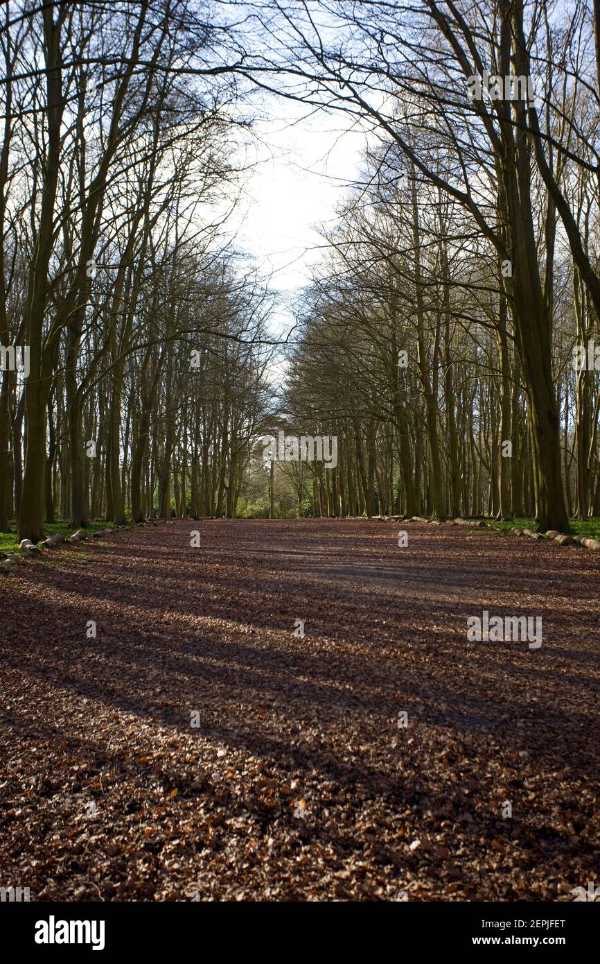 Wege bei Badbury Clumps, Oxfordshire, England Stockfoto