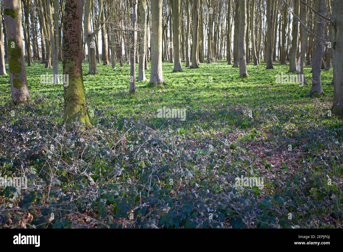 Badbury Woodlands, Oxfordshire, England Stockfoto