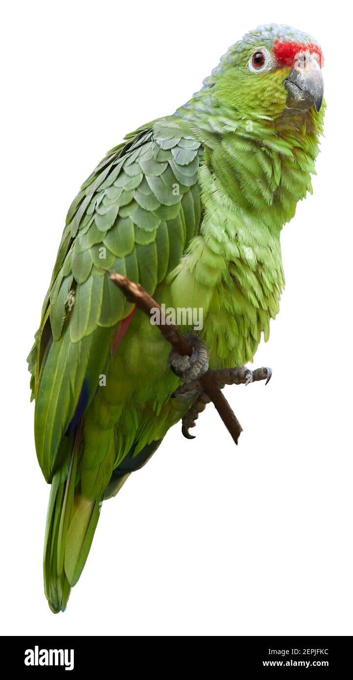 Isoliert auf weißem Hintergrund, vertikales Foto von wildem Purpursittich  oder Finschsittich, neotropischer grüner Papagei mit roter Kappe, natürlich  nach Nicaragua Stockfotografie - Alamy