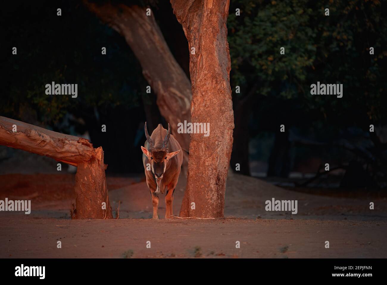 Eland-Antilope, Taurotragus oryx, afrikanische riesige Antilope, die von rötlichen Lichtern beleuchtet wird und aus dem dunklen Wald zur Kamera starrt. Spätes Abendfoto, AF Stockfoto
