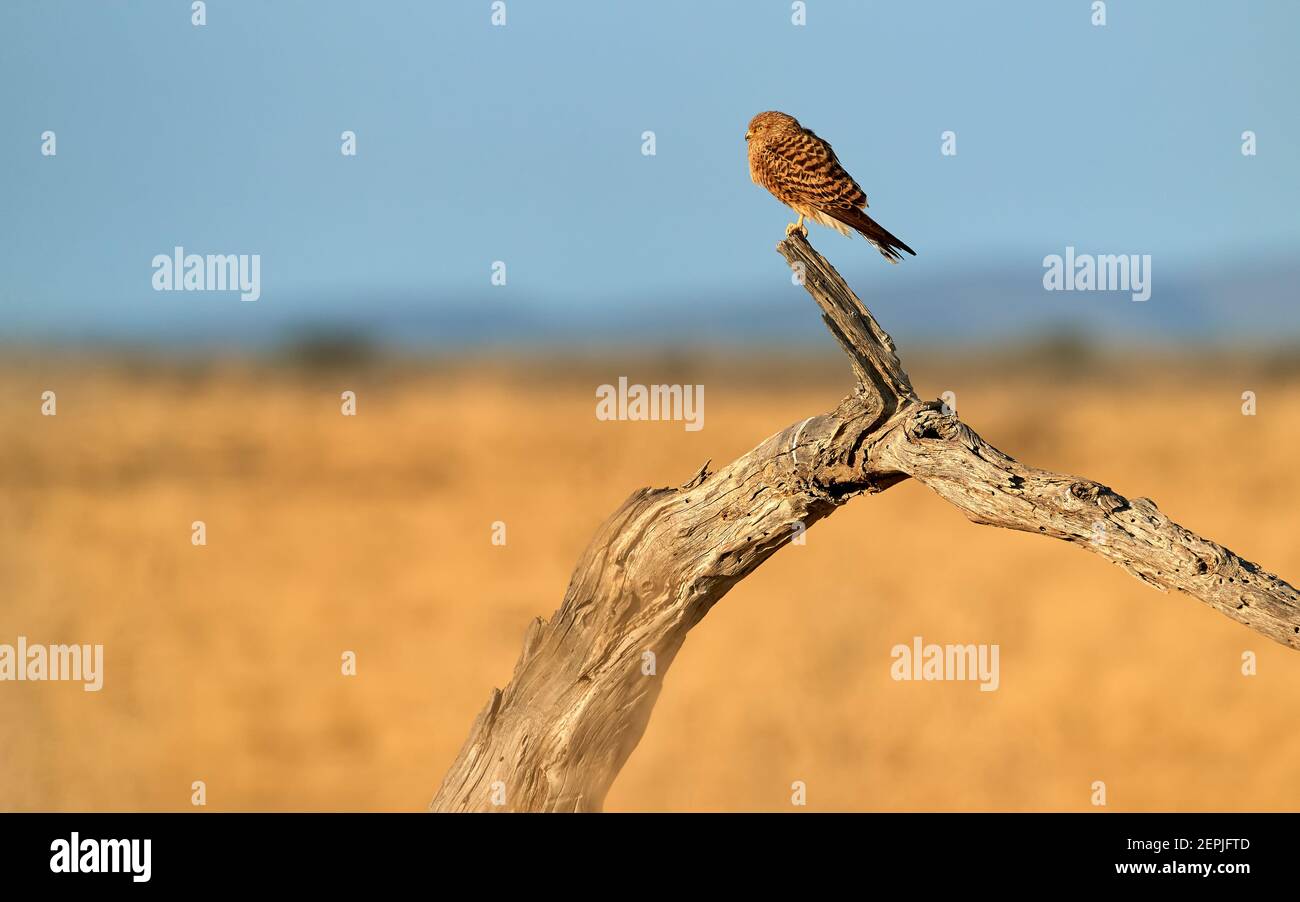Greater Kestrel, Falco rupicoloides, afrikanischer Greifvogel, der zur Falkenfamilie gehört. Weißaugen-Turmfalken auf alten Baum gegen verschwommenes trocken gesetzt Stockfoto