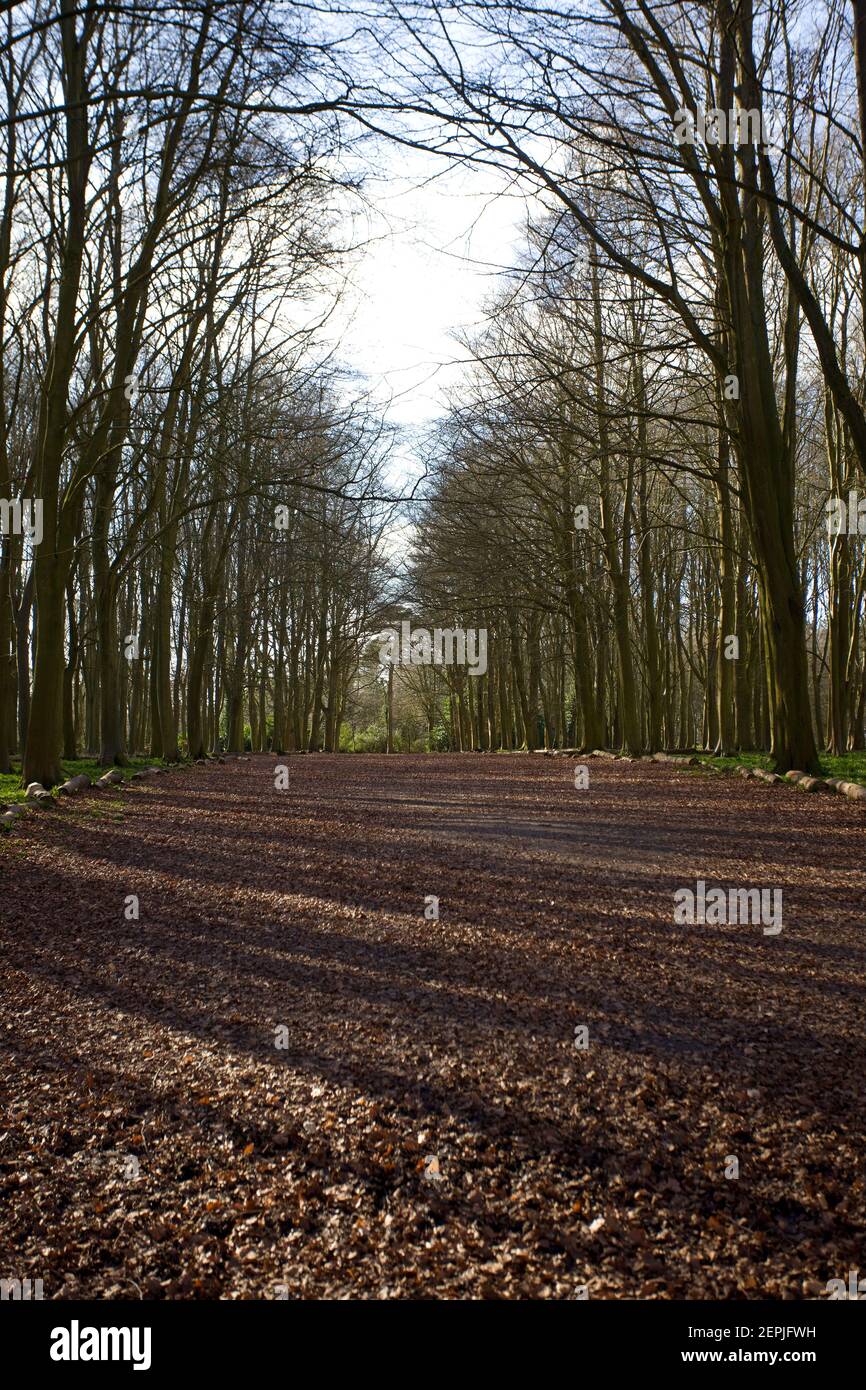 Badbury Clump Pathways, Oxfordshire, England Stockfoto