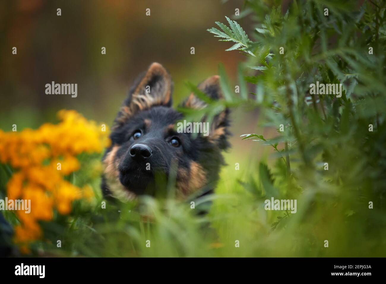 Porträt des böhmischen Schäferhundes, 3 Monate alt, reinrassig, mit typischen Markierungen, auf dem Rasen laufen. Junger, schwarzer und brauner Welpe im Herbstwald. D Stockfoto