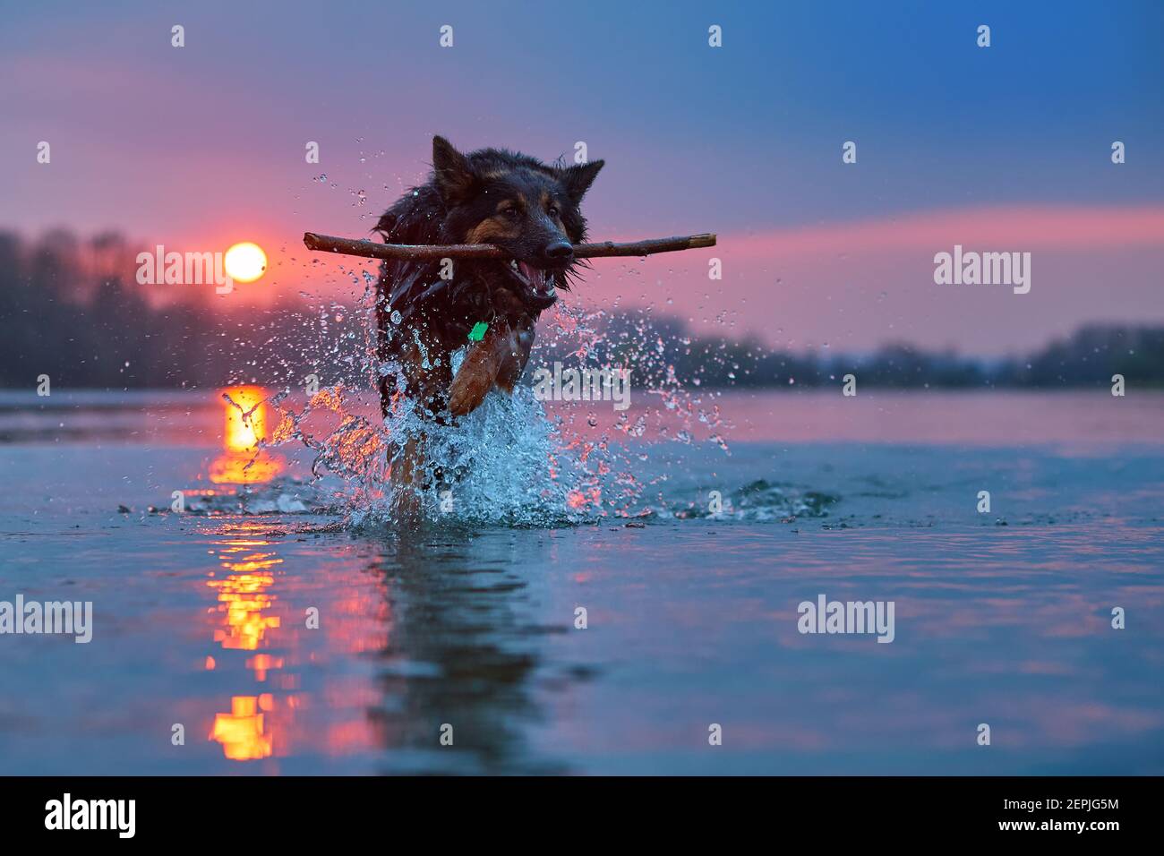 Schwimmender Hund gegen untergehende Sonne. Direkter Blick auf den böhmischen Hirten, reinrassig. Hund im Wasser, holt einen Stock. Foto mit niedrigem Winkel. Stockfoto