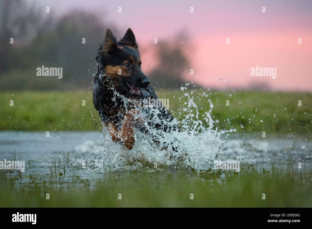 Schwimmender Hund gegen untergehende Sonne. Direkter Blick auf den böhmischen Hirten, reinrassig. Hund im Wasser, holt einen Stock. Foto mit niedrigem Winkel. Stockfoto