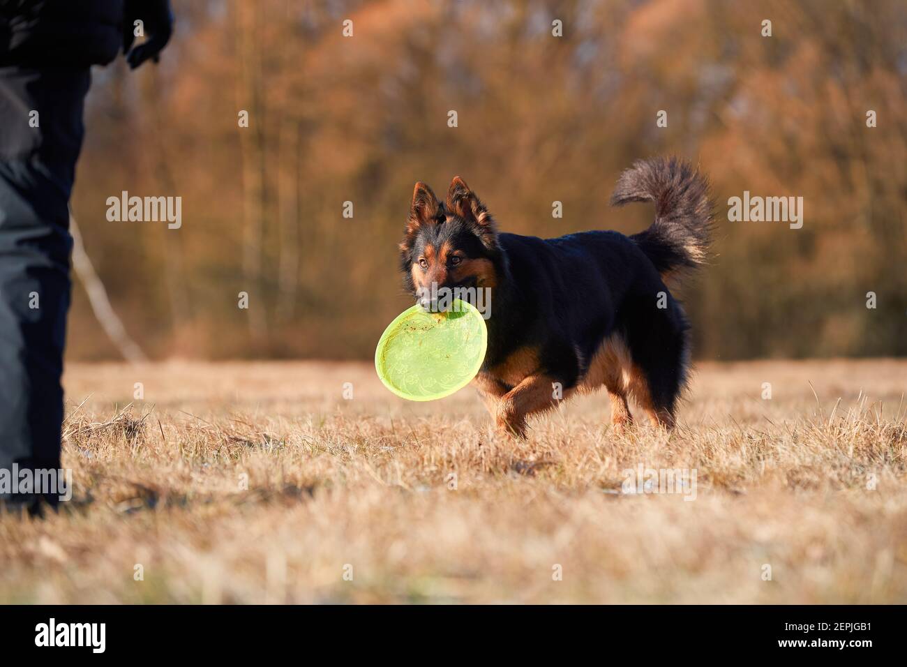 Reinrassige Hund, Böhmische Schäferhund. Schwarz und braun, haarige Schäferhund in Aktion, Abrufen einer grünen aktiven Scheibe. Aktiver Familienhund in der Ausbildung Spiele in Stockfoto