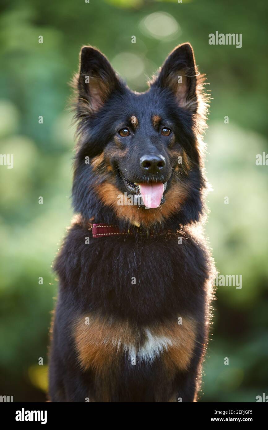 Porträt eines haarigen böhmischen Hirtenhundes, reinrassig, mit typischen schwarzen und braunen Farbmarkierungen. Aktiver Hund mit ausgezogener Zunge. Hunderasse, die in Tschechien heimisch ist. Stockfoto