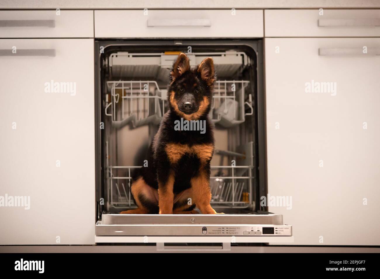 Porträt eines böhmischen Schäferhündchens, 3 Monate alt, reinrassig, mit typischen Markierungen, Spaß in der Küche. Junge Hündchen sitzen auf geöffnetem Geschirrspüler. Stockfoto