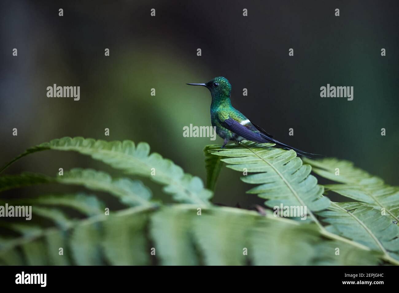 Kleiner Kolibri mit langem Schwanz, Discosura conversii, Grüner Thornschwanz, Männchen auf Brackenblatt. Regenwald, Costa Rica. Stockfoto