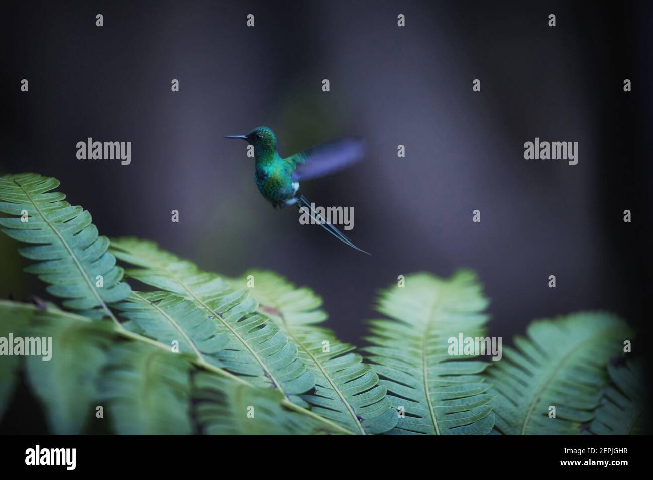Auf dunkelgrünem Hintergrund, kleiner Kolibri mit langem Schwanz, Discosura conversii, grüner Dornschwanz, schwebend in der Luft über brackigen Blättern. Stockfoto