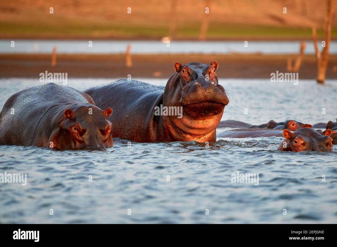 Ein Nilpferd, Hippopotamus amphibius, steht aus dem Wasser und blickt direkt in die Kamera. Blick von der Wasseroberfläche. Abends buntes Licht. Kar Stockfoto