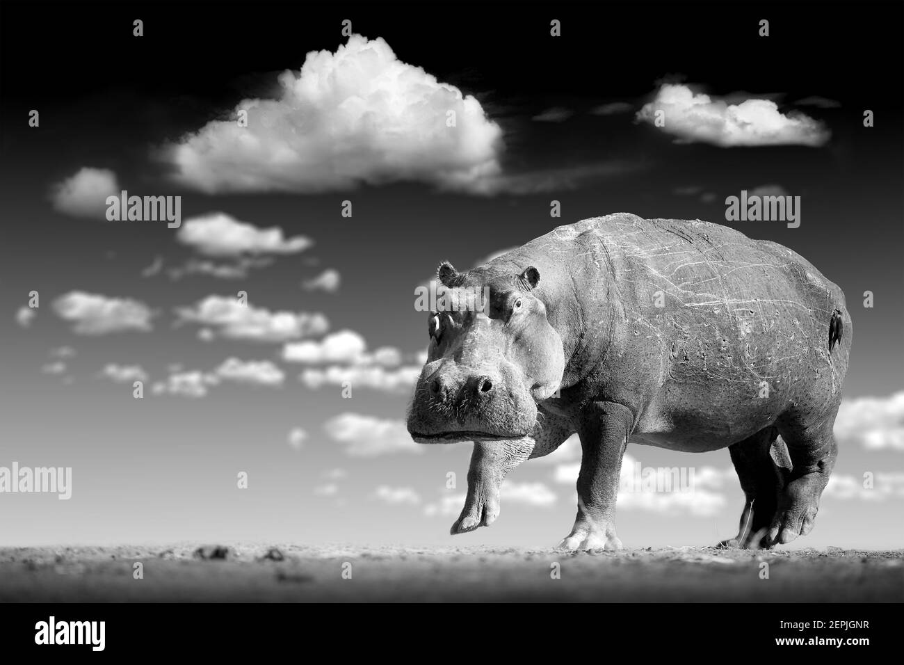 Künstlerisches, schwarz-weißes Foto von afrikanischem Hippo, Hippopotamus amphibius, niedriger Winkel, direkte Ansicht des großen Stiers Nilpferd, der mit der Kamera gegen den Himmel starrt Stockfoto