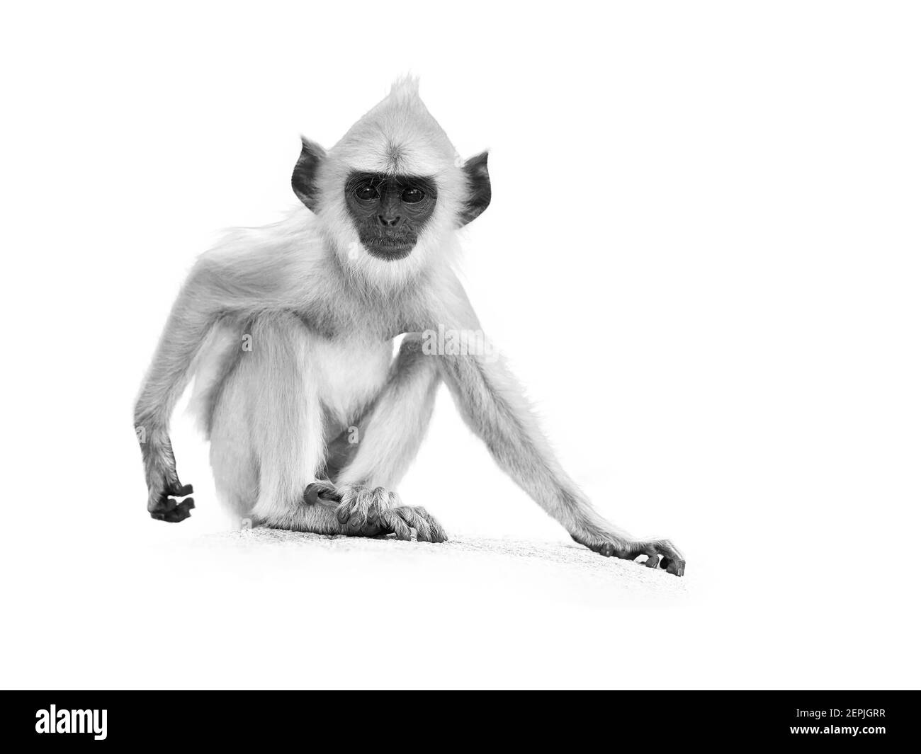 Isoliert auf weiß, künstlerisches Schwarz-Weiß-Foto des jungen Grauen Langur, Semnopithecus entellus, Affenbaby auf der Steinwand sitzend, starrend direkt Stockfoto