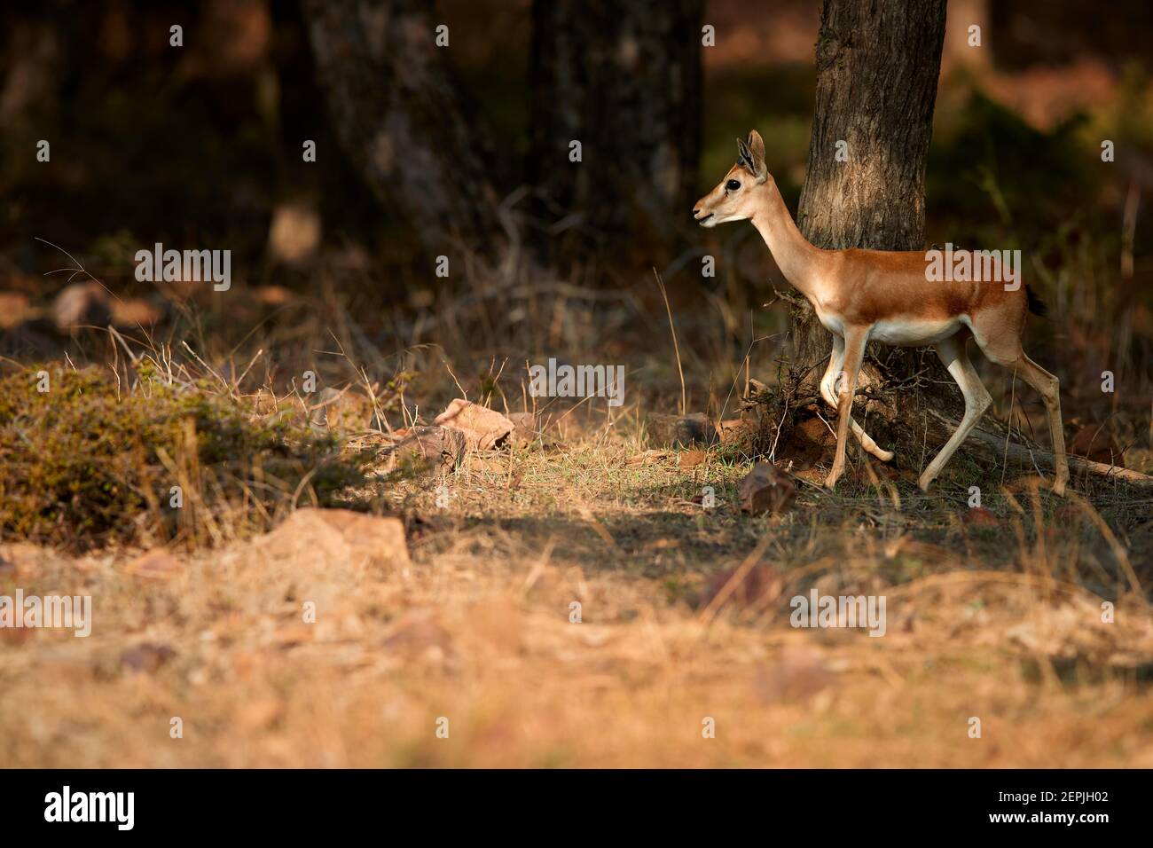 Chinkara, Gazella bennettii, auch bekannt als die indische Gazelle, heimisch im Iran, Afganistan, Pakistan und Indien. Bedrohte Gazelle für Trophäenjagd, Stockfoto