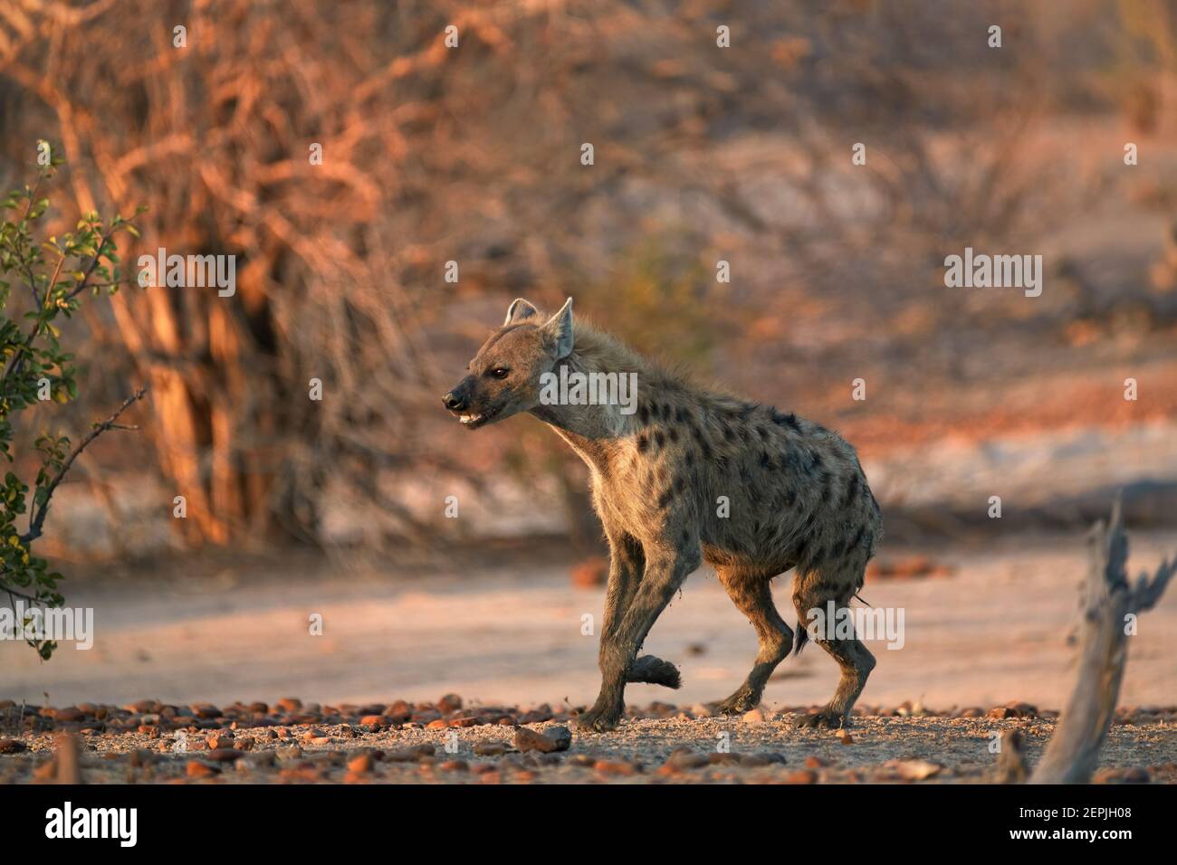 Gefleckte Hyena, Crocuta crocuta auf einer felsigen Ebene, beleuchtet von der frühen Morgensonne. Nahaufnahme, Nahaufnahme von Wildtieren aus dem niedrigen Winkel. Afrikanisches Raubtier. Mana Pools. Stockfoto