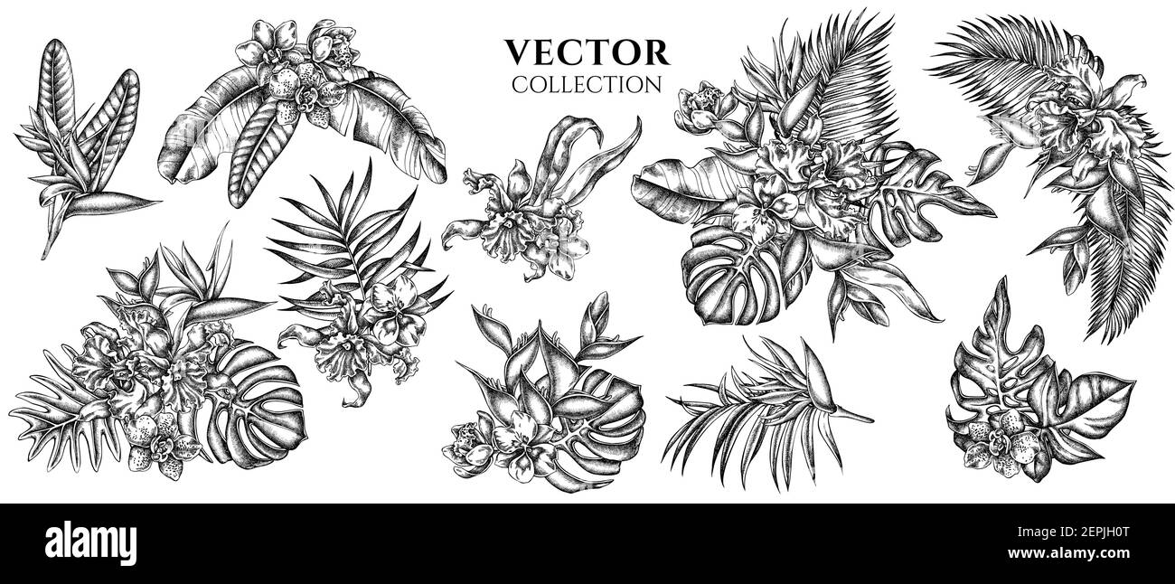 Blumenstrauß von schwarzen und weißen Monstera, Bananenpalmenblätter, strelitzia, Heliconia, tropische Palmenblätter, Orchidee Stock Vektor