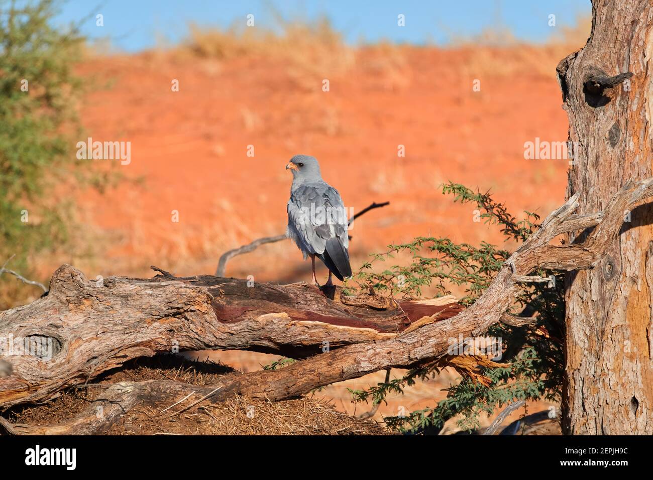 Südliche blasse chantende Habicht, Melierax canorus, Wüstenvogel gegen rote Dünen. Vogelbeobachtung im Kgalagadi Transfrontier Park, Botswana. Stockfoto