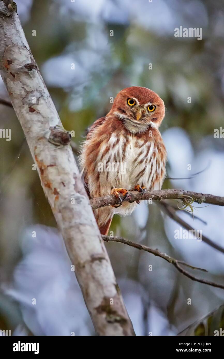 Glaucidium brasilianum, Ferruginokauz, kleine, typische Eule aus Amerika. Reiche rufous gefärbte Eule, auf einem Baum in den frühen Morgen, Stern gesetzt Stockfoto