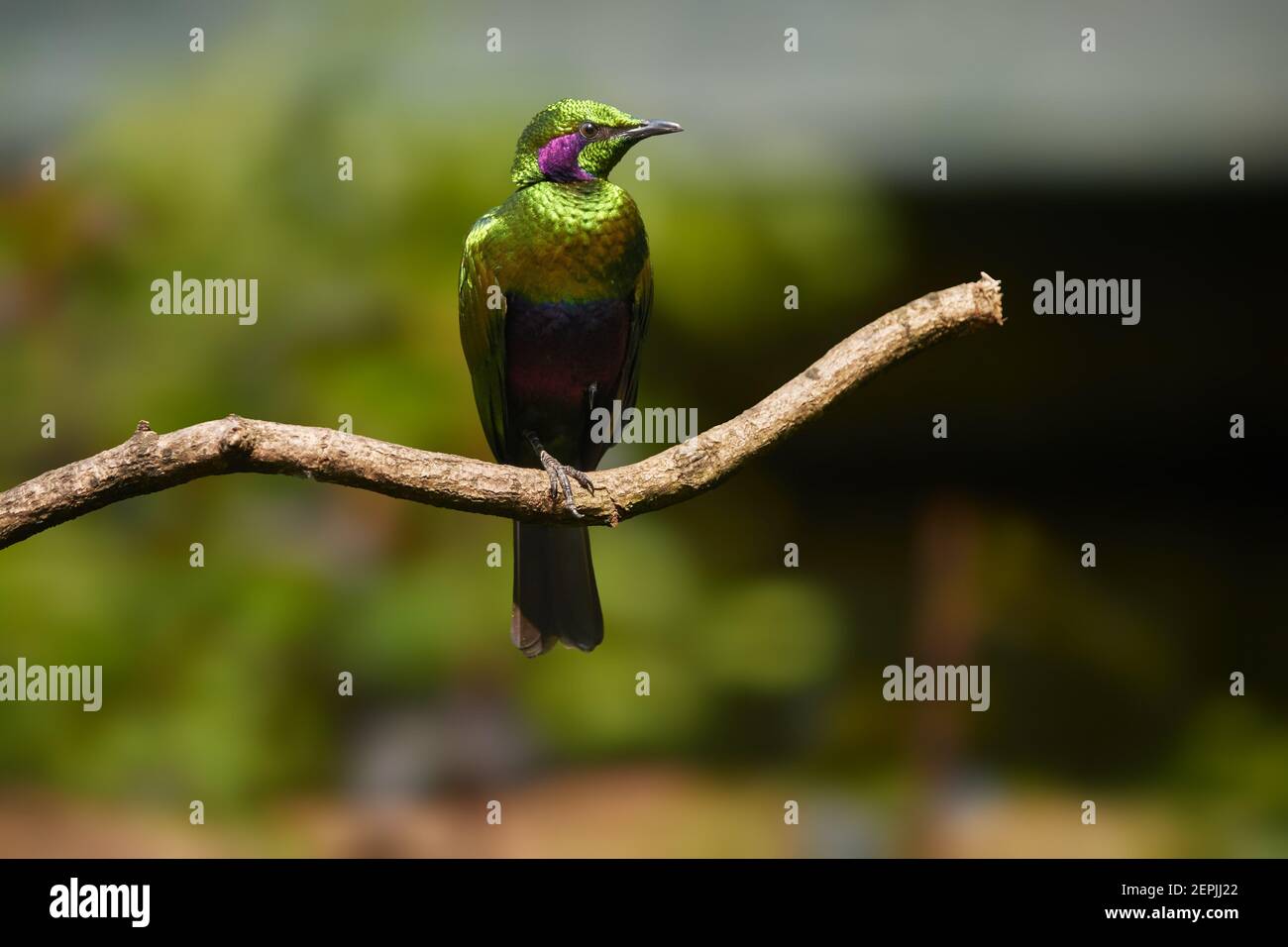 Isolierter metallischer grüner westafrikanischer Vogel, Smaragdstar, Lamprotornis Iris vor verschwommenem Hintergrund. Sierra Leone, Westafrika. Stockfoto