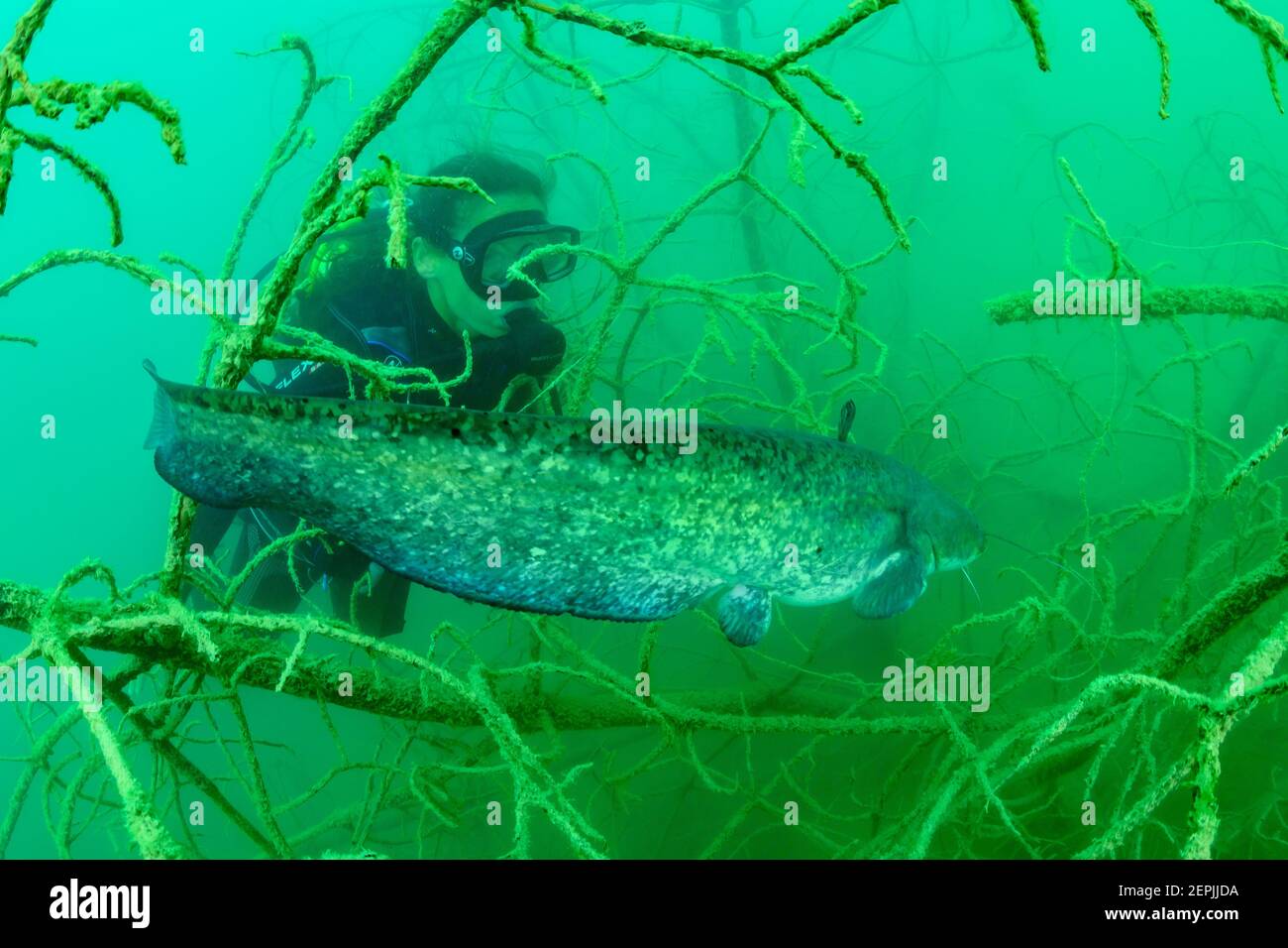 Silurus glanis, Wels Welse und Taucher, St. Kanzian am Klopeiner See, Klopein See, Österreich Stockfoto